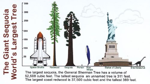 general-sherman-tree-comparison-list-mu-i-ar